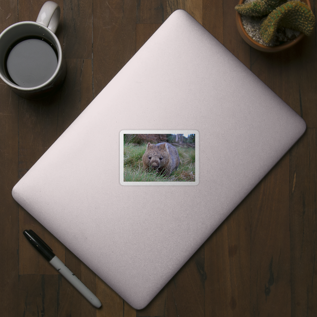 a wombat sitting on top of a grass covered field in tasmania near cradle mountain by Geoff79